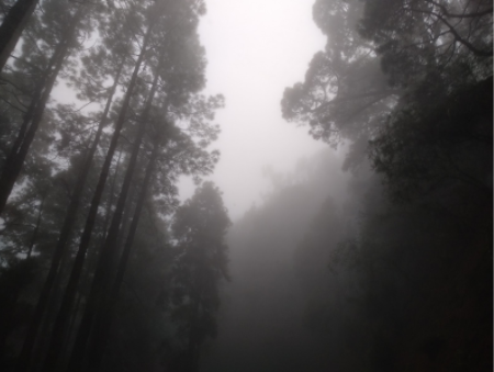 Niebla en la carretera