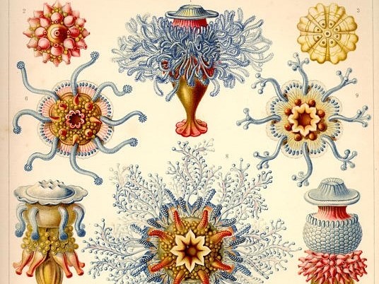 Art forms in Nature. Ernst Haeckel