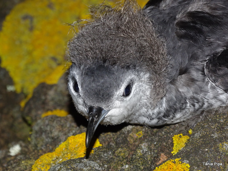 Pardela chica Azores