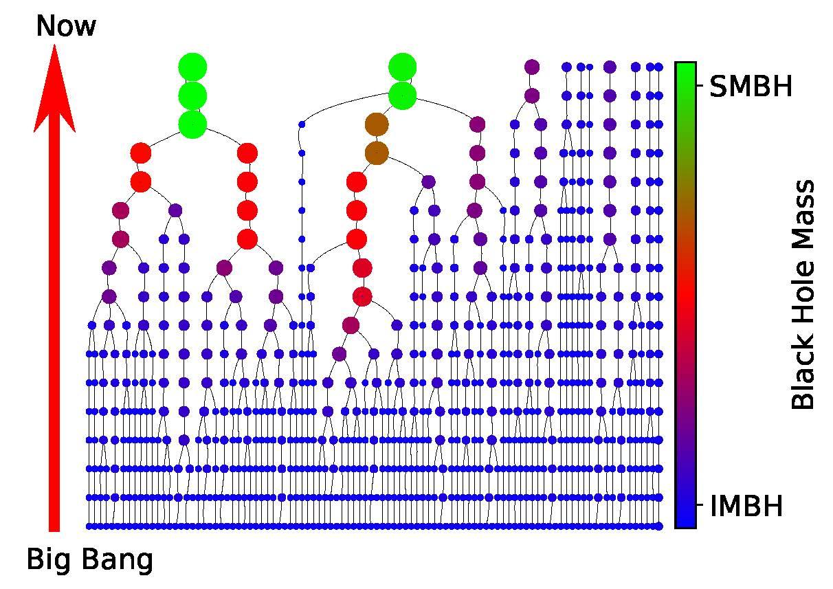 Intermediate-mass black hole evolution scheme