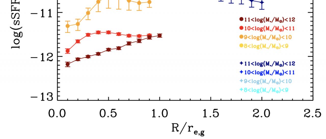 Radial profiles of the star formation rate (per unit mass) for the bulges (reddish colours) and discs (bluish colours) in our sample of ETGs. Different profiles represent the average distribution of the specific star formation rate for the bulge/disc components within four different mass bins. The averaged radial profiles are normalized to the galaxy effective radius.