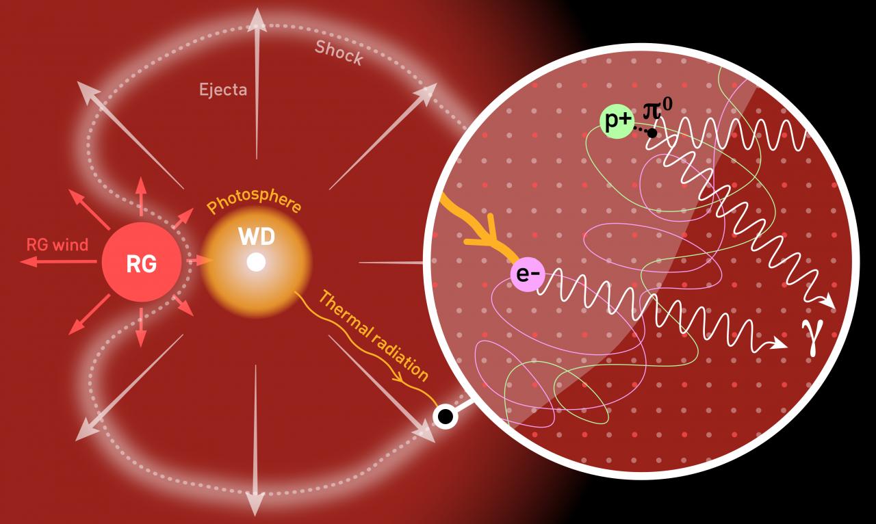 Esquema de RS Ophiuchi. La materia procedente de la gigante roja y capturada por la enana blanca genera una explosión termonuclear en la superficie de esta última. El material eyectado crea una onda de choque donde se aceleran partículas que producen la radiación gamma. Crédito G. Pérez-IAC.