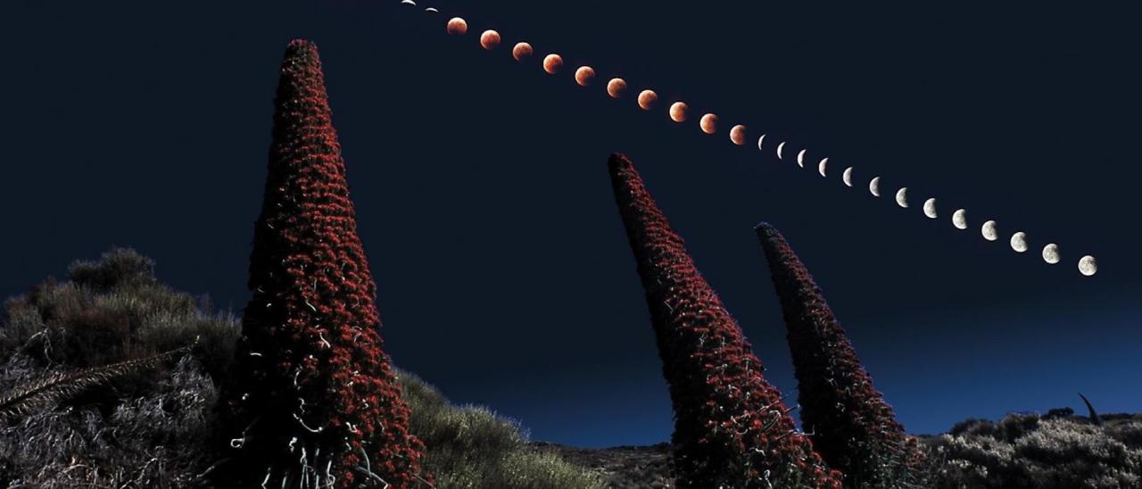 Night landscape in the Teide National Park. Total Eclipse of Moon and Red Tajinastes -endemic to Tenerife-. Image J.C. Casado @ starryearth.com.