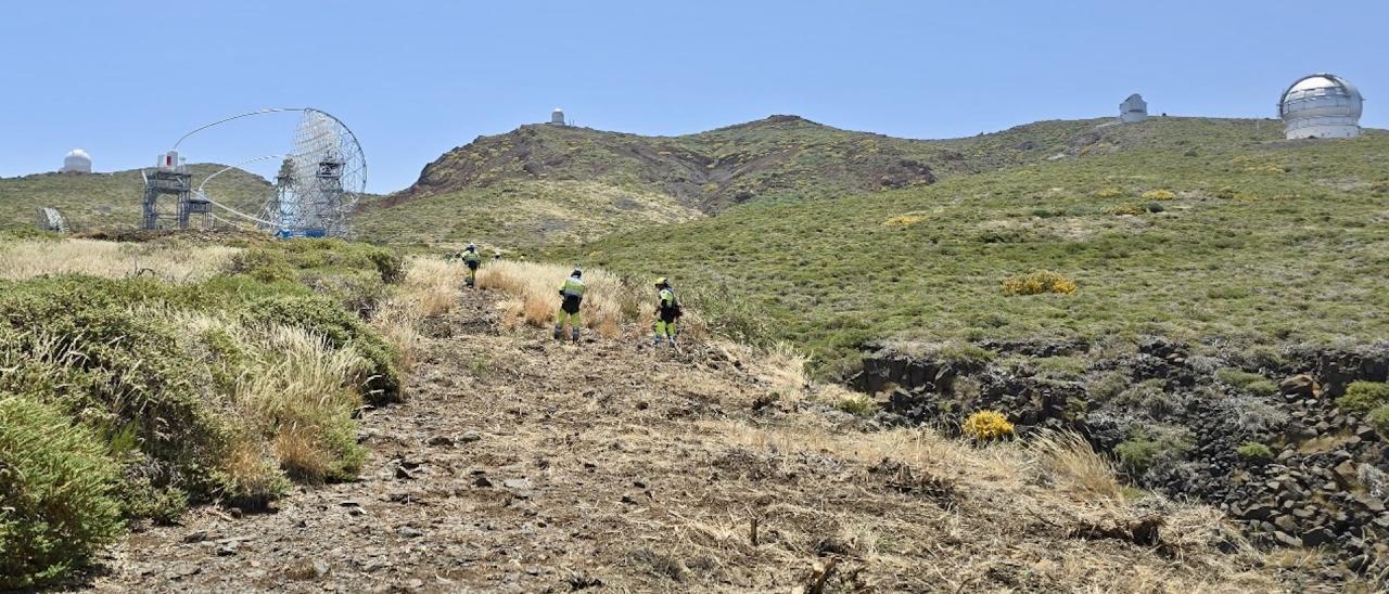 Técnicos de EIRIF cortan matorral para crear un área de cortafuego en las inmediaciones del Observatorio del Roque de los Muchachos, en La Palma
