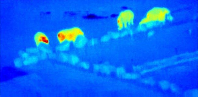 False-colour, thermal-infrared image of a “crash” of rhinos taken from drone video footage at Knowsley Safari Park (UK). Credits: Serge Wich, Andy Goodwin (Remoteinsights), James Crampton, Maisie Rashman, Maria de Juan Ovelar, Steven Longmore. LJMU and th