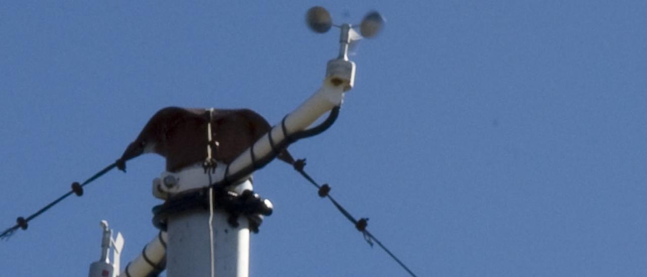 Top mast of an automatic weather station.