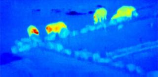 False-colour, thermal-infrared image of a “crash” of rhinos taken from drone video footage at Knowsley Safari Park (UK). Credits: Serge Wich, Andy Goodwin (Remoteinsights), James Crampton, Maisie Rashman, Maria de Juan Ovelar, Steven Longmore. LJMU and th