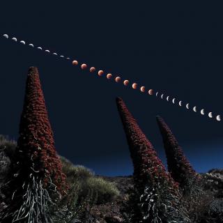 Night landscape in the Teide National Park. Total Eclipse of Moon and Red Tajinastes -endemic to Tenerife-. Image J.C. Casado @ starryearth.com.