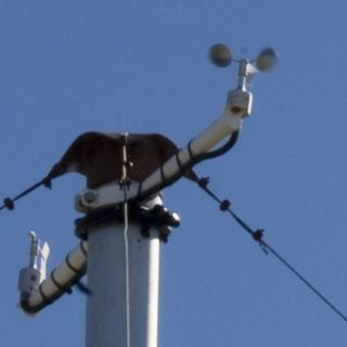 Top mast of an automatic weather station.